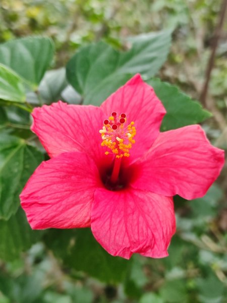 基隆紅獅劉蚵縱走2979387