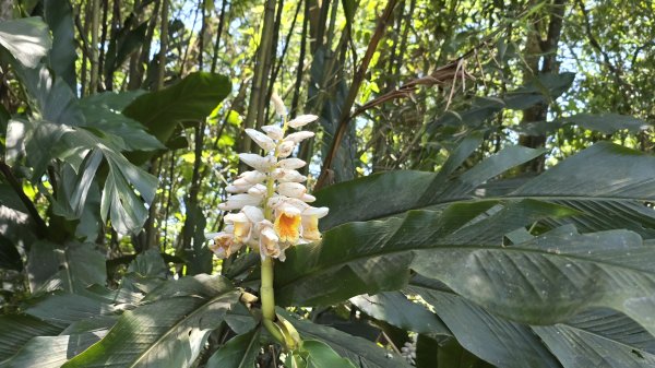 2025桐花大爆發，台灣最大的賞桐花景點，土城桐花公園、天上山及火焰山的桐花大爆發2776462