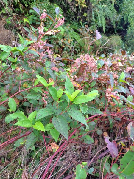 巒安堂、西巒大山2931645