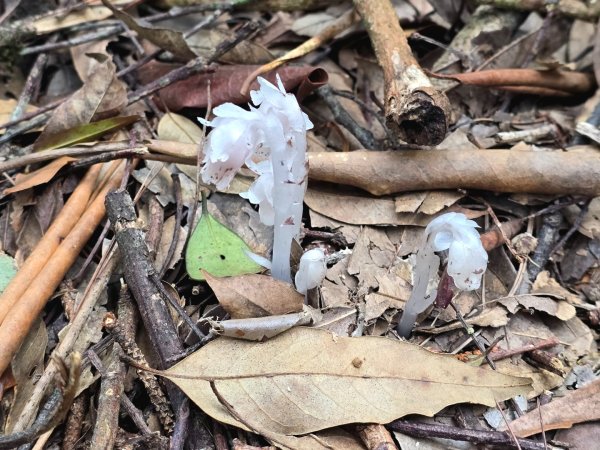 橫嶺山／沙蓮山／笛吹山O繞2787690