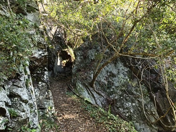 [玉山尋寶任務-07/12] 2025_0824 八通關雲龍瀑布步道2870629