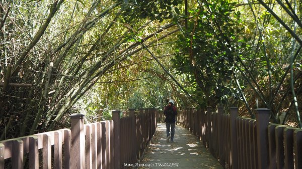 《彰化》原始峽谷｜八卦山一線天步道202502282723545