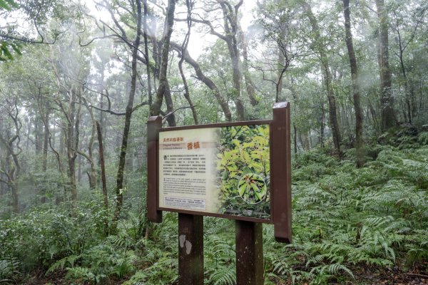 東眼山雨中尋幽2975343
