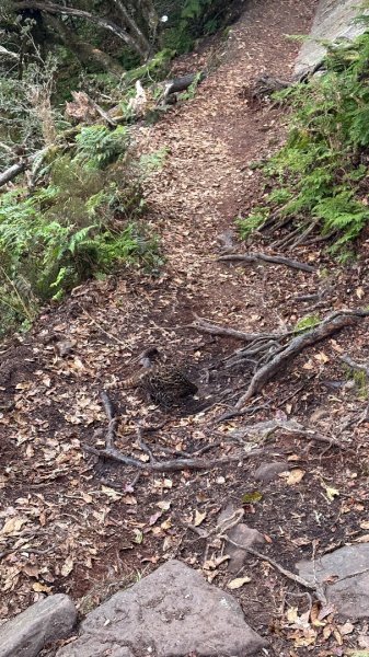 再見加里山2961851