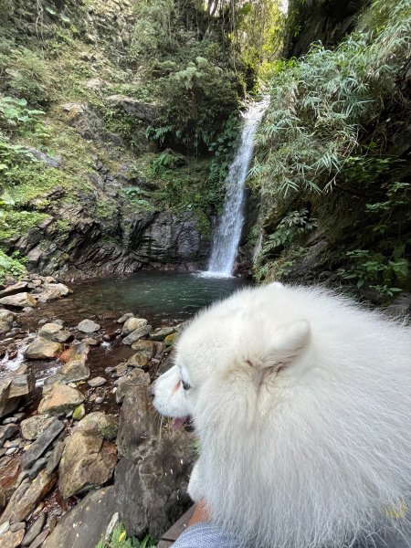跟銀狐犬一起去蝴蝶谷瀑布找遺失登山杖 2025.12.52956220