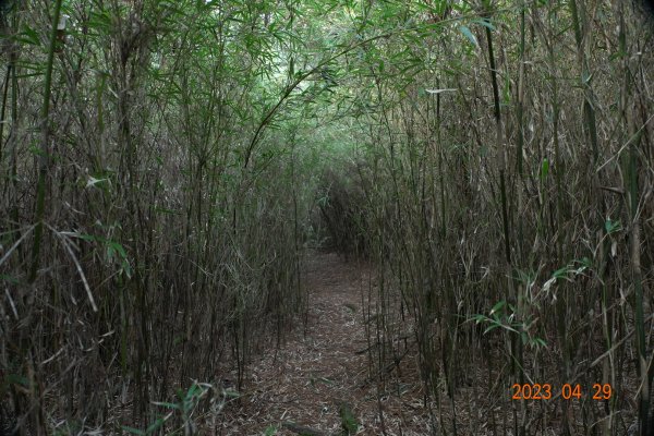 南投 仁愛 武法奈尾山2133733