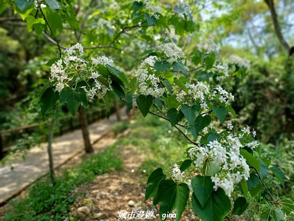 【台中外埔】高鐵觀景台、綠樹成蔭下賞桐花。 外埔水流東桐花步道2136907