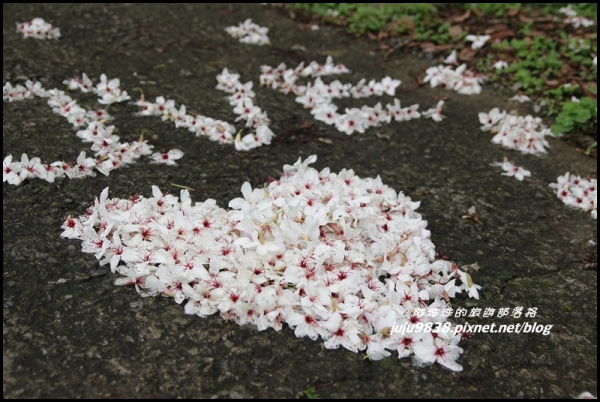 苗栗。三義建中國小3D彩繪階梯/挑炭古道/客家桐花走廊桐花彩繪賞桐花