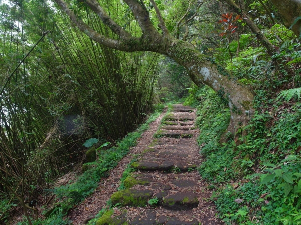 二子坪 面天山 向天山步道 大屯山西峰39862