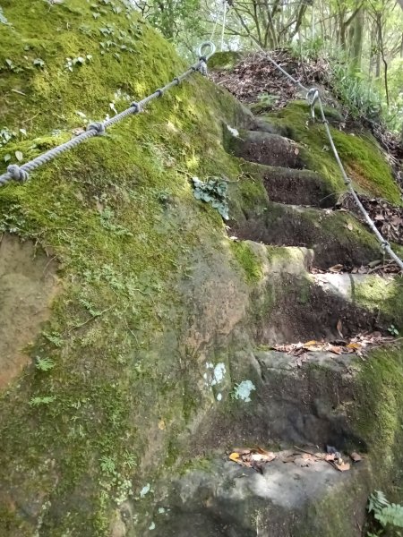 平溪區慈恩嶺+慈母峰探找艷紅鹿子百合花影2870241