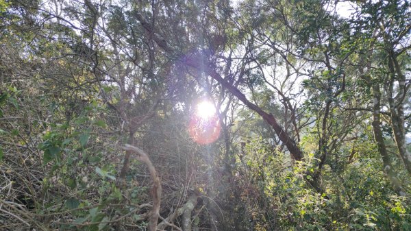 田良井山六連峰(屏東三地門) 探勘初體驗2025年3月9日2731600