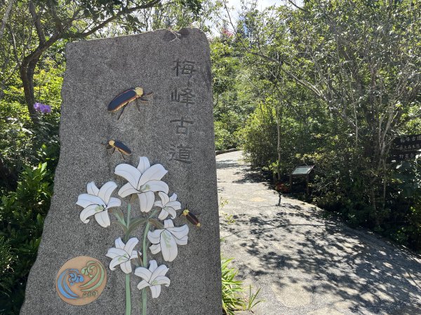 [山頂鳥40周年會員大縱走-05/15] 2024_0706 梅峰古道2546051