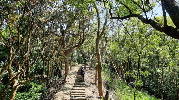 《彰化》登山逛市集｜臥龍坡步道環藤山步道202503222740508