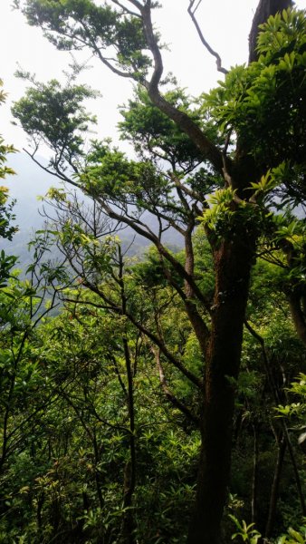 大林油杉步道～倒吊三山大O走958399