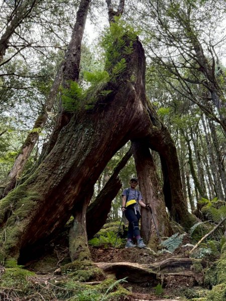 🌈11/15（六）松鶴上八仙山下森林遊樂區✨FB：熊熊趴爬走🌈2937683