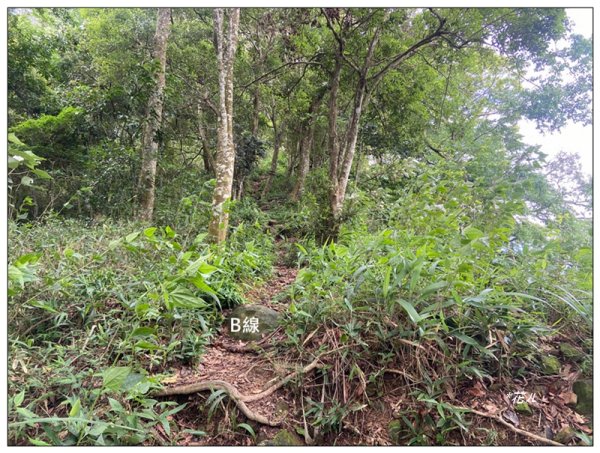 大克山 南稜線A上B下 (卓蘭最高峰)2825497