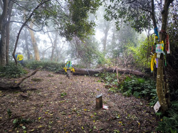 2025-03-08 汶水三山：金童山、汶水山、玉女山 連走2736514