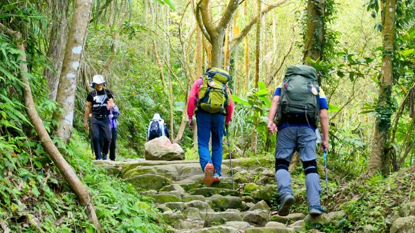 《蝶戀花。錫葉藤盛放》2735268