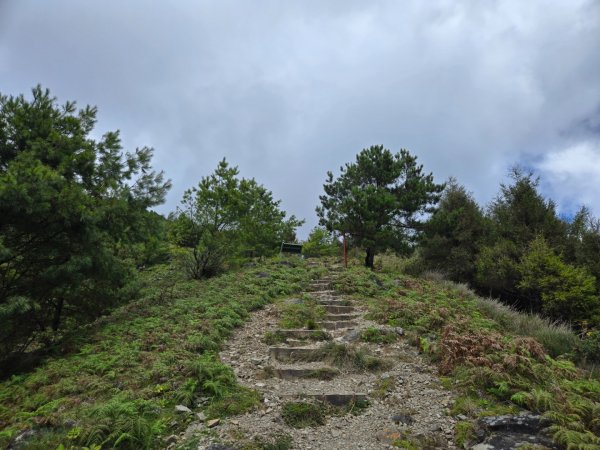 塔塔加步道（大鐵杉登山步道）2883111