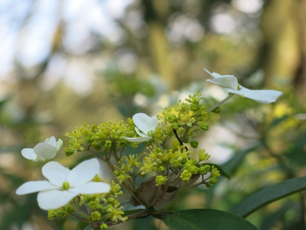 南港山系西段微旅行51055