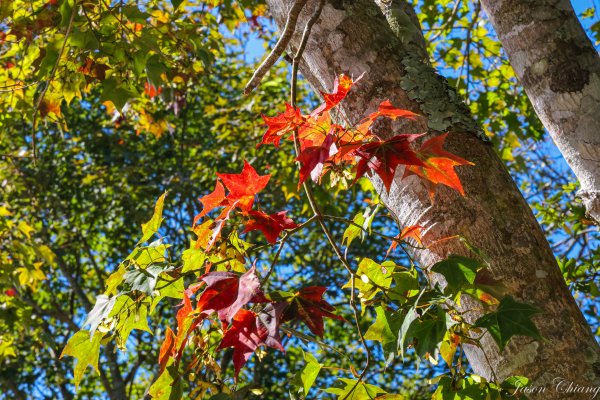 [苗栗]馬那邦山2355170