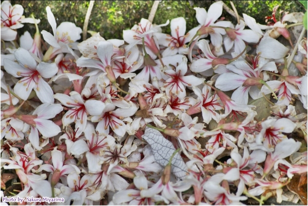 五月雪-油桐花之美18011