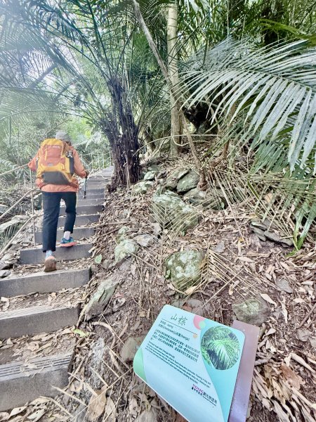 雪山坑步道悠遊順訪雪山坑山(再訪)  2025.12.32953742
