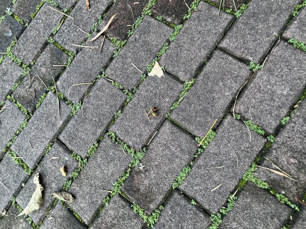 [百山百鳥尋旅-03/15] 2025_0817 虎形山公園步道2863111