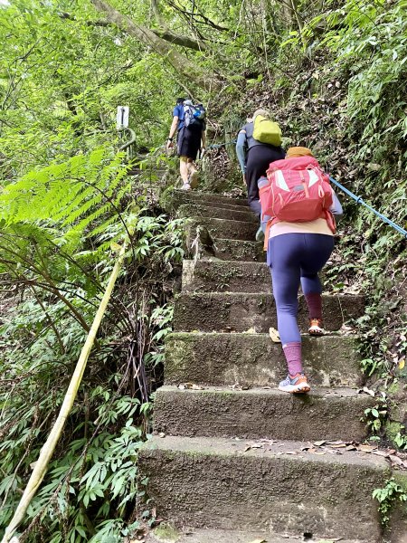 《陽明山的山林片刻｜沿著青春嶺路走向山野的綠意》2939233