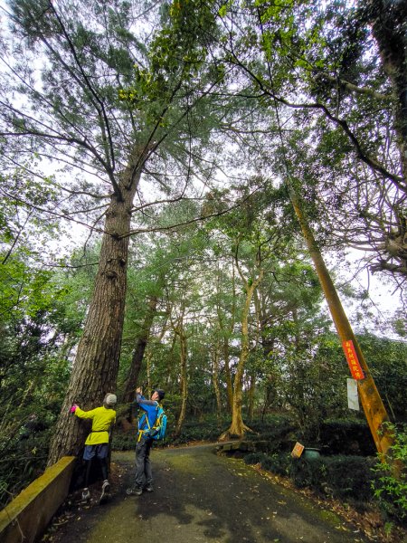 2025-03-08 汶水三山：金童山、汶水山、玉女山 連走2736489
