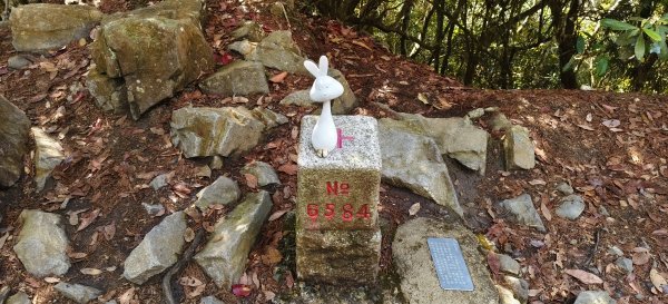 2026/02/18-屋我尾山步道（大雪山林道來回）3005106