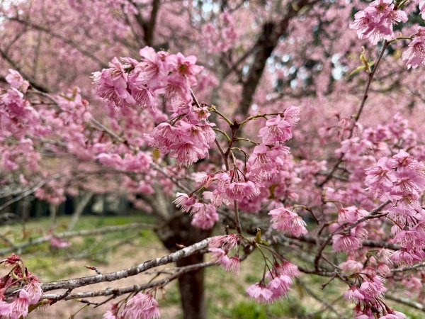 福壽山千櫻園2729949