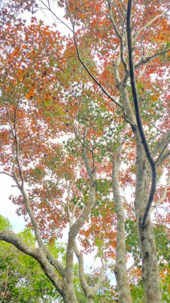 馬拉邦山健行1520705