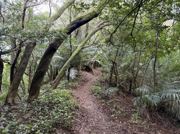 [微笑山線_第三段] 2026_0328 鳶山山系_鳶山彩壁3025684