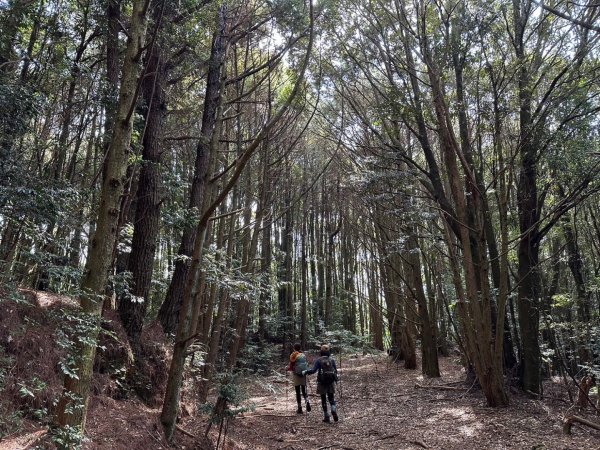 雪見 北坑山 大板根2459921