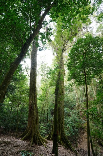 臺中 和平 大崠山、長壽山、醜崠山3028330