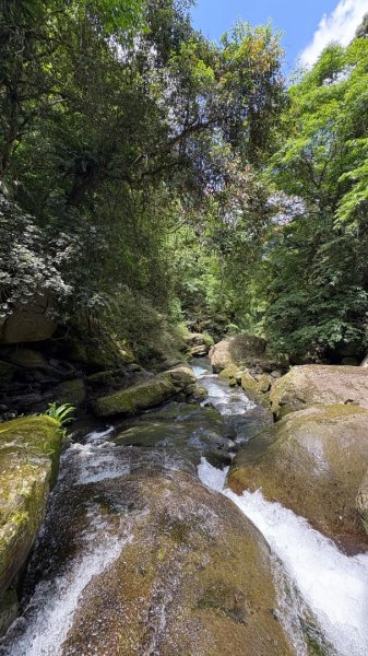 戲水（鴛鴦2786718