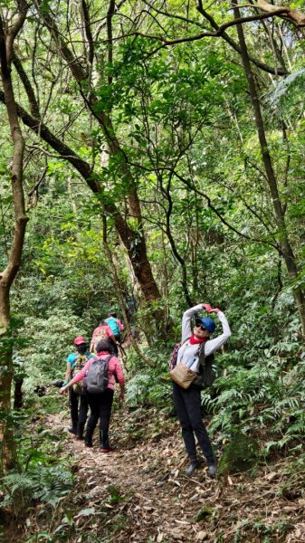 東勢大崙、東勢坑山、觀音湖山O走2986286