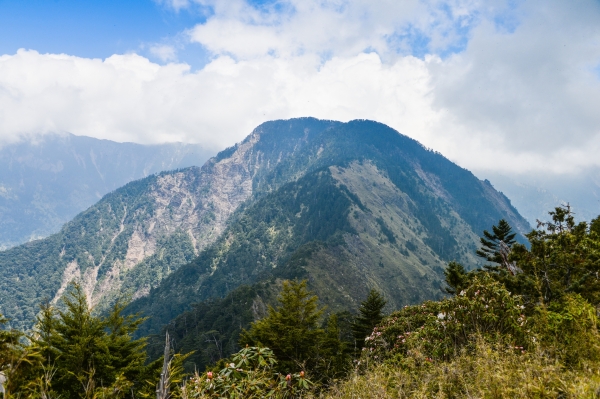 玉山前峰杜鵑盛開38596