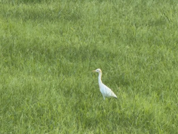 [2026臺北健走趣-08/50] 2026_0805_古亭河濱公園3110814