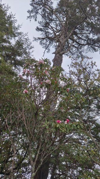 合歡南峰/主峰（霧茫茫一片）1646933