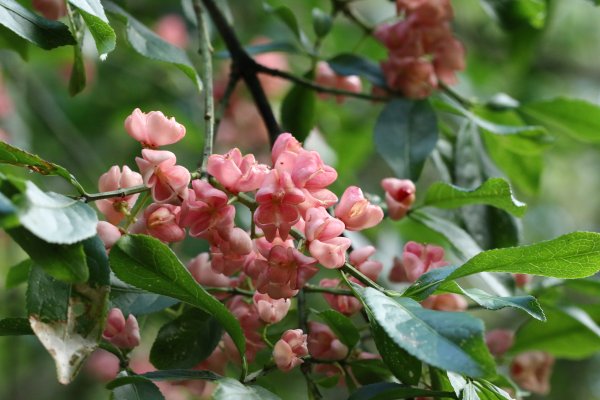 20251026合歡溪步道2927036