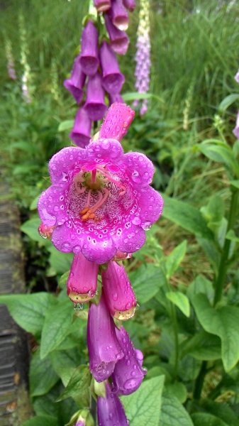 藏身於雲霧中的湖泊~翠峰湖467017