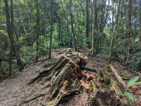 谷關七雄：屋我尾山（大雪山林道來回）1773180