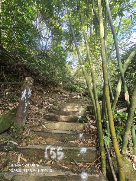 2026-01-25微笑山線：【天上山系】望月亭桐花段2988204