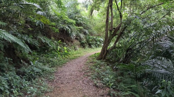 20250607 新竹竹東三山(樹杞林山 - 新具庄山 - 員崠子山)  O型2808892
