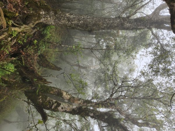 【中級山縱走】魯壁山，東穗山，大島田山，宇老觀景台2771650