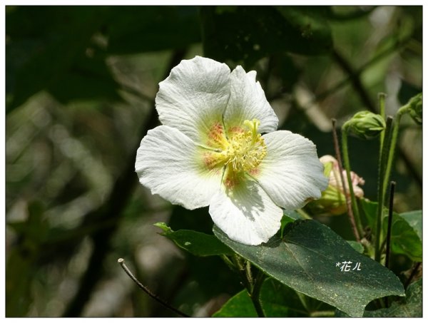 溪頭/山芙蓉之旅712579