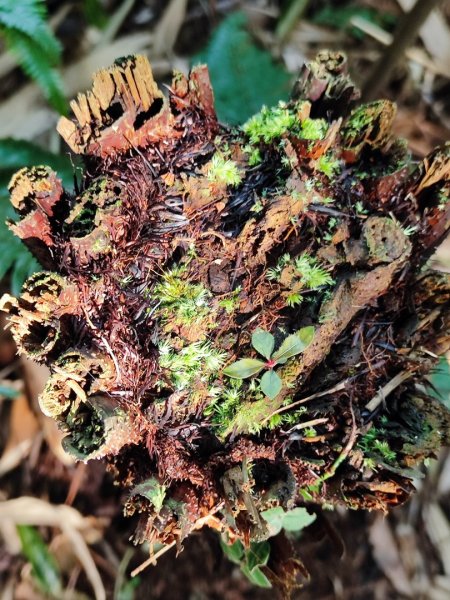 三峽白雞三山2963359