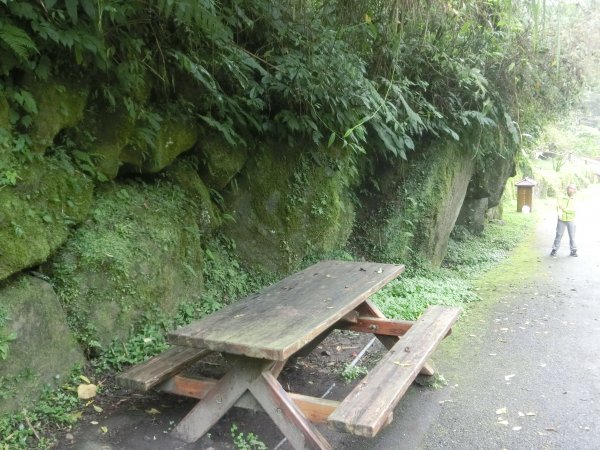 溪頭銀杏神木彩虹橋459536